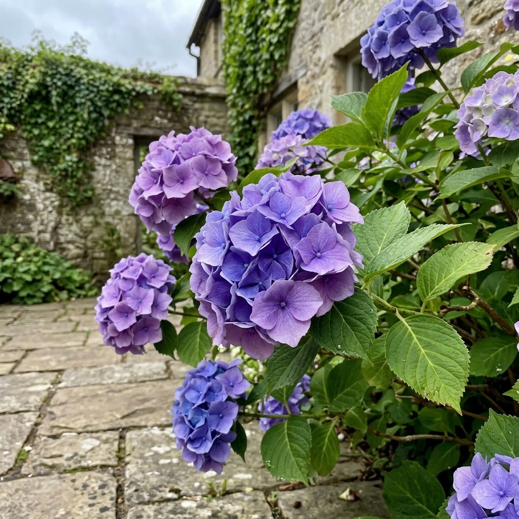 Hydrangea