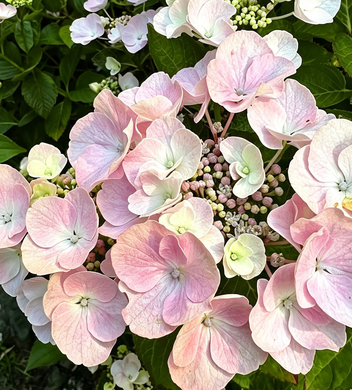Hydrangea Hobella