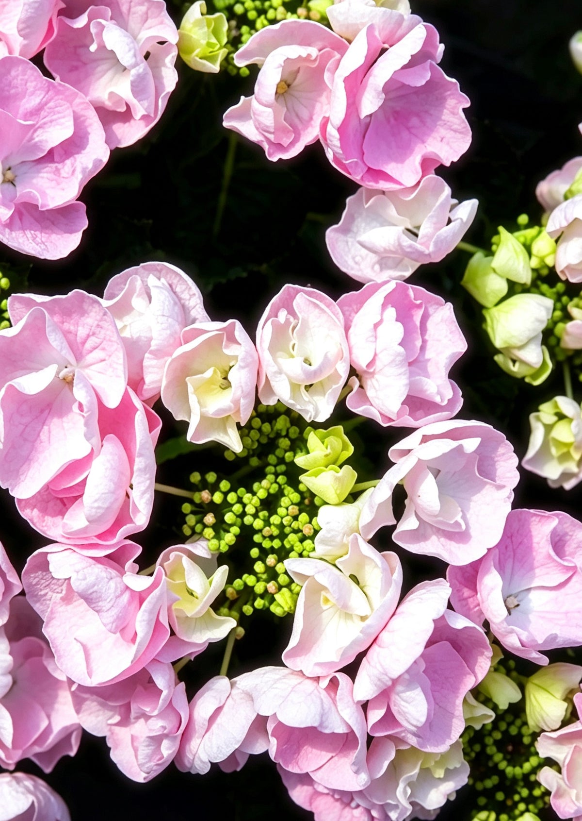 Hydrangea Hobella