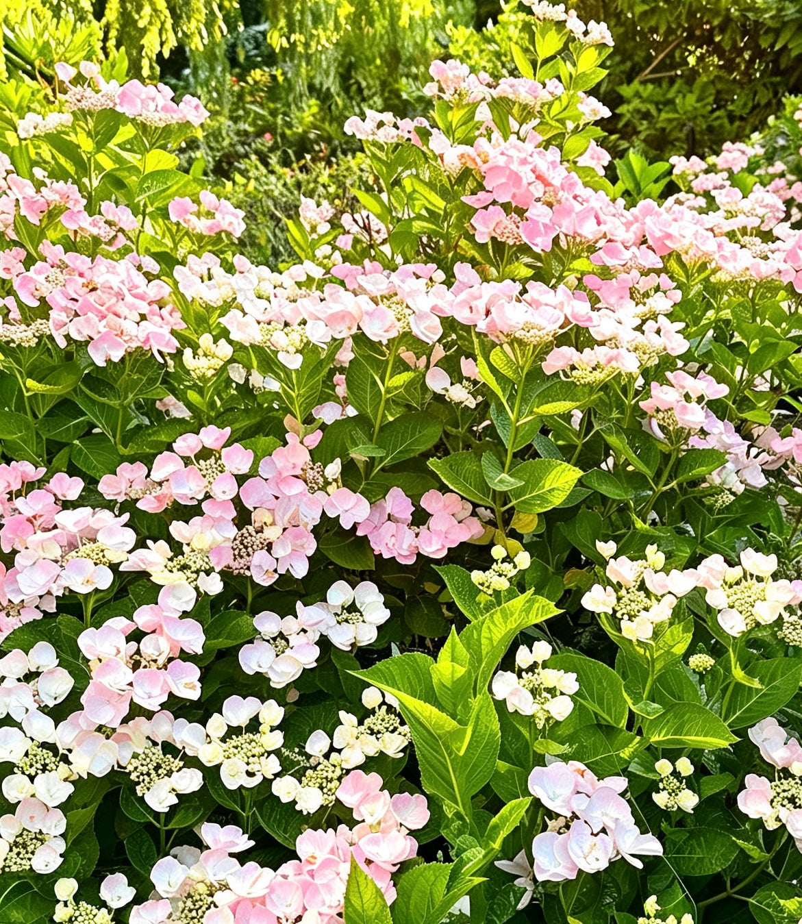 Hydrangea Hobella