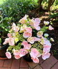 Hydrangea Hobella