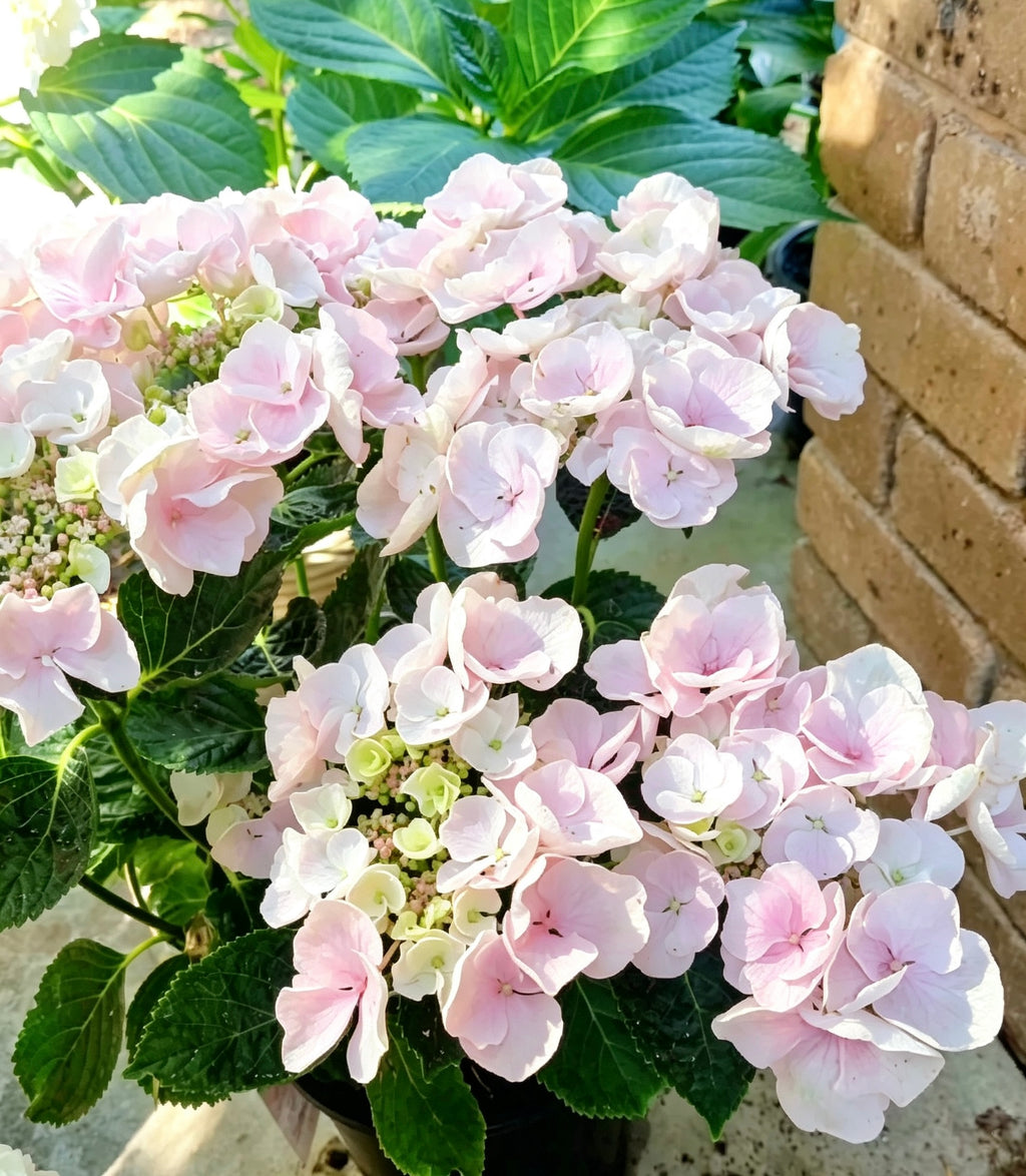 Hydrangea Hobella