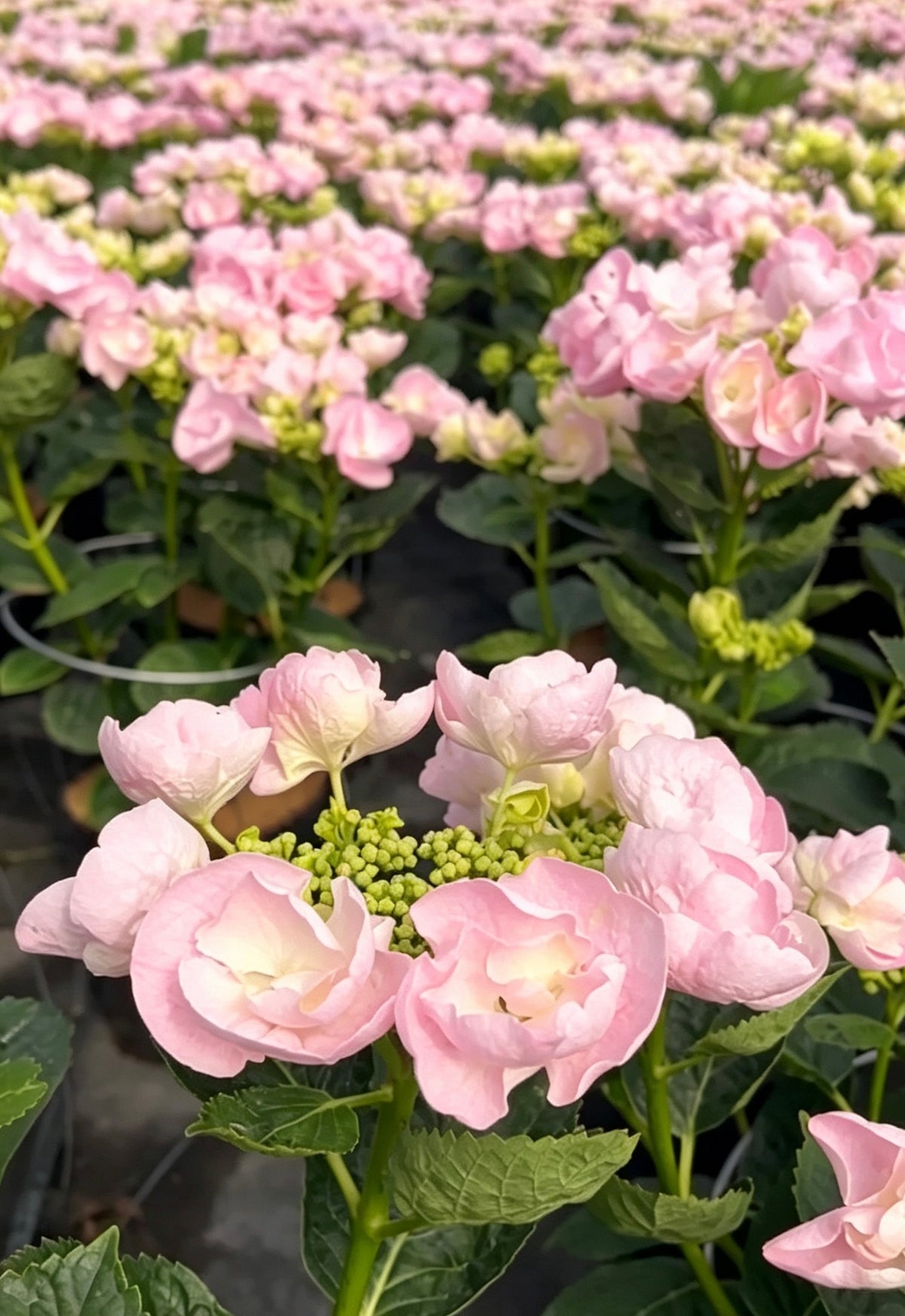 Hydrangea Hobella