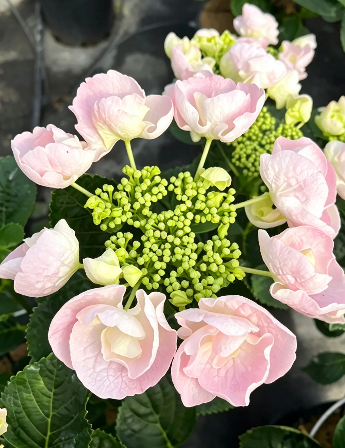 Hydrangea Hobella